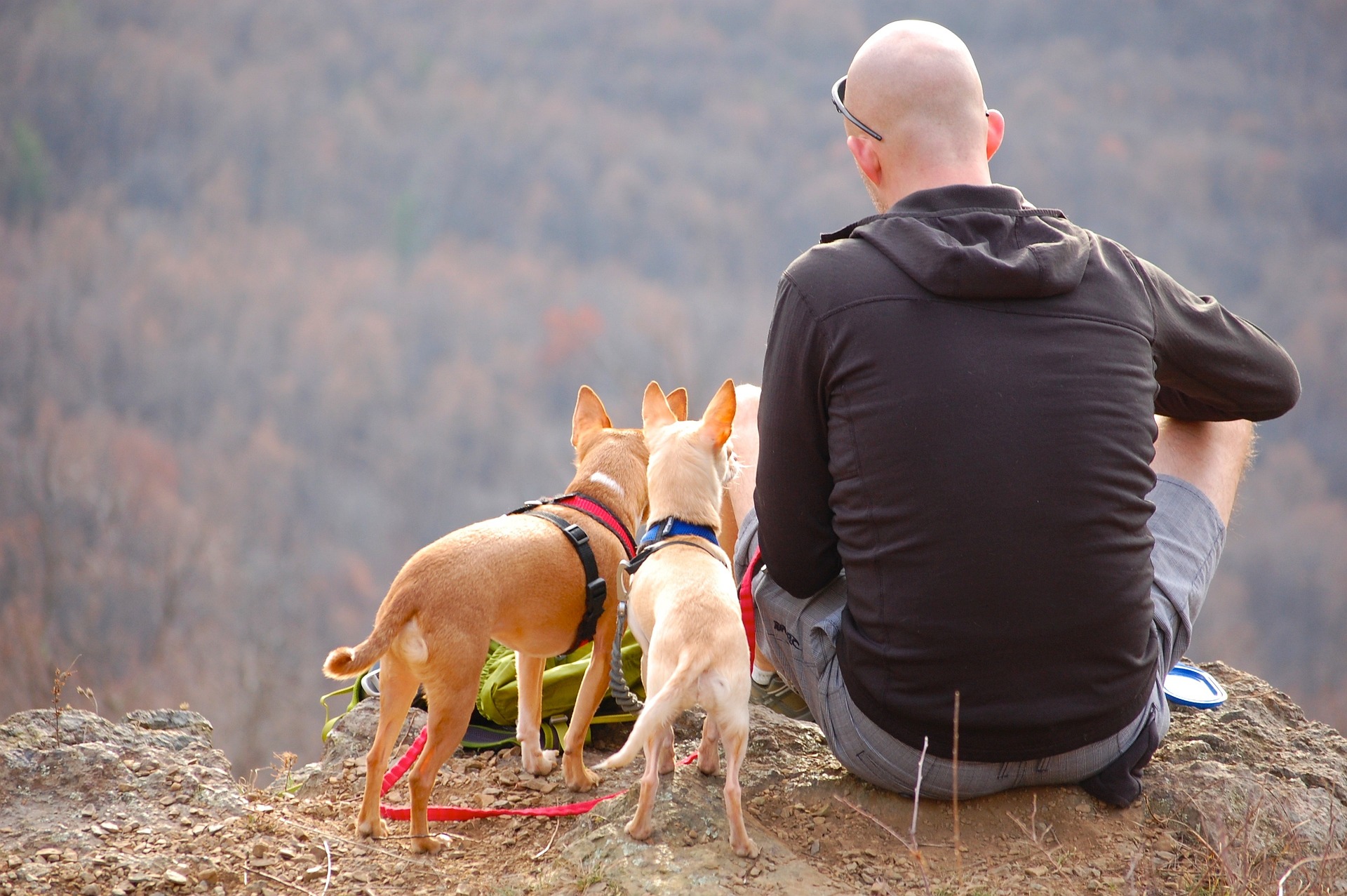 Tips for Pet Travel Safety on Long-Distance Trips
