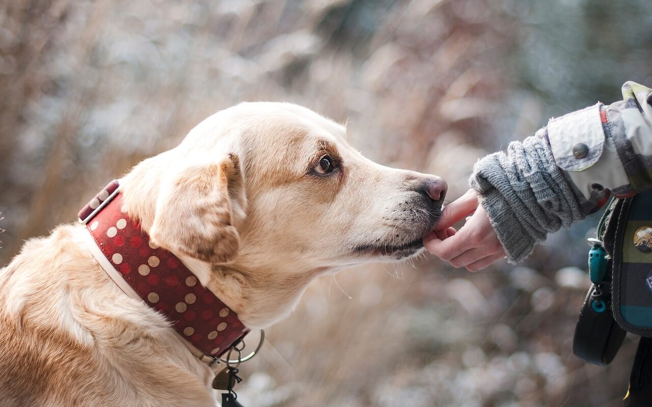 healthy dog playing outside